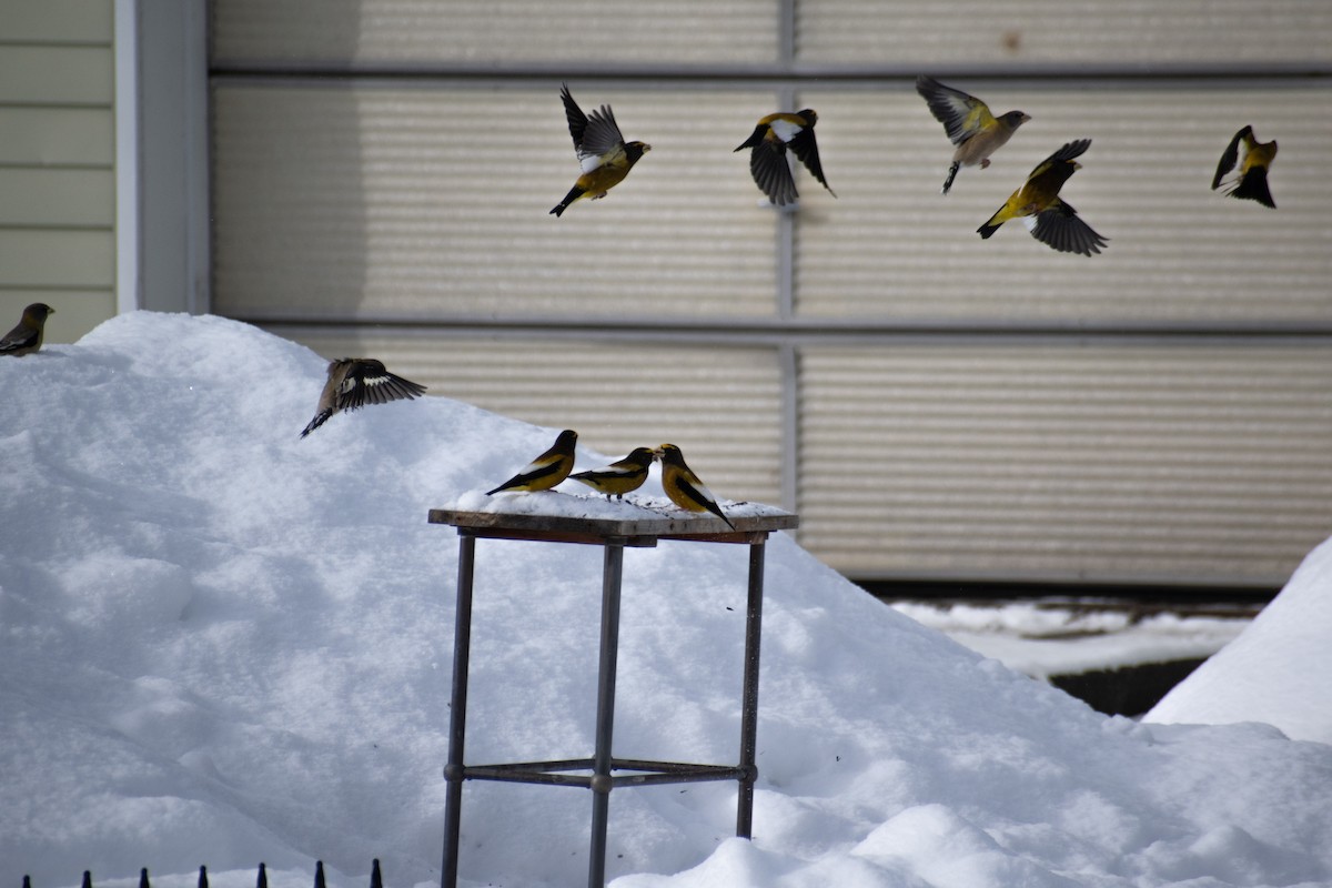 Gros-bec errant - ML646947678