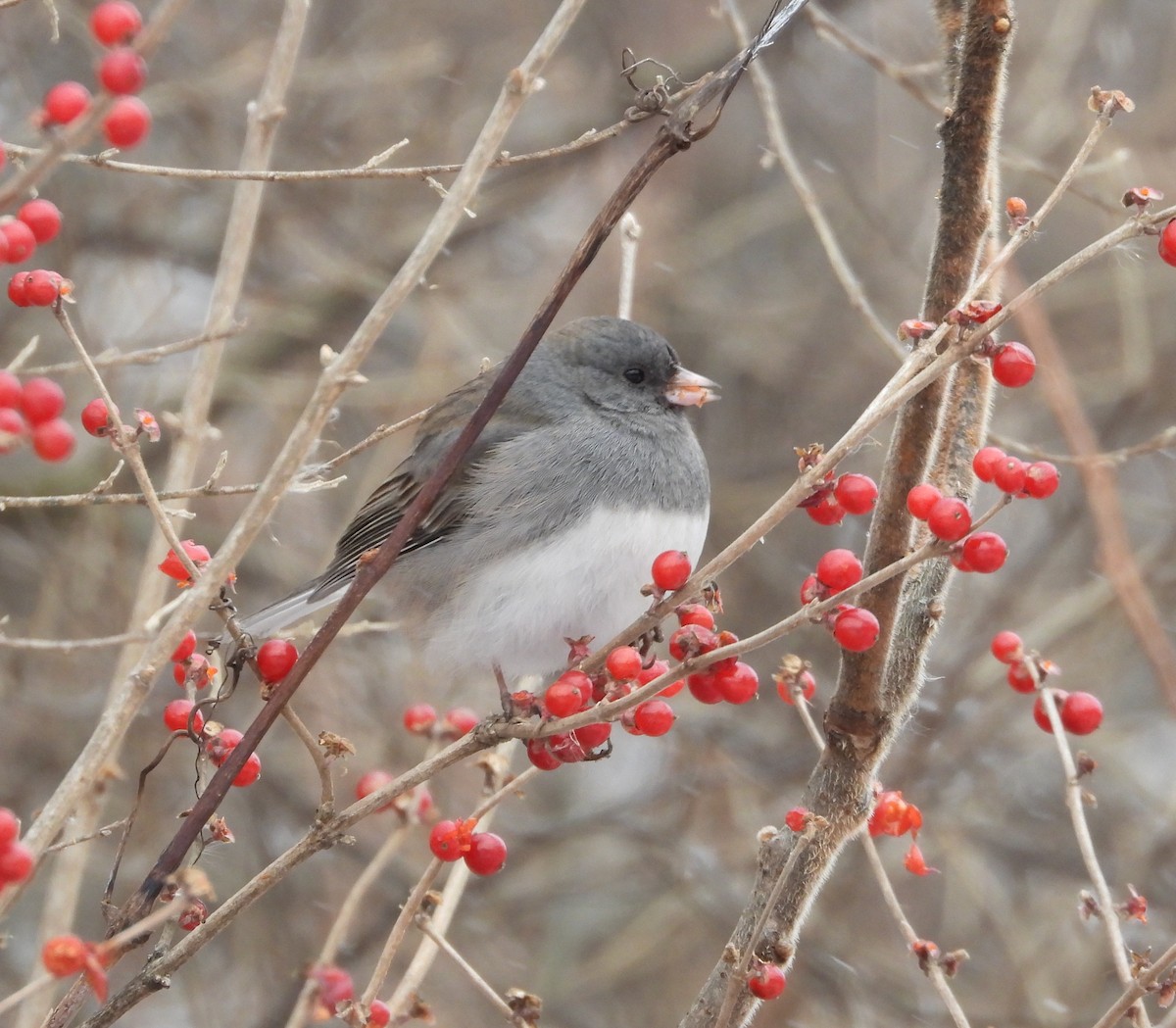 יונקו כהה-עין - ML646947680
