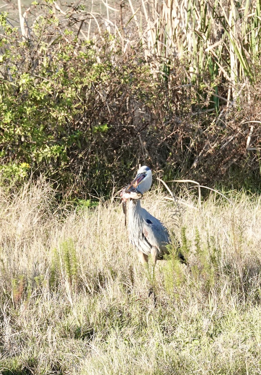 Grand Héron - ML646947681