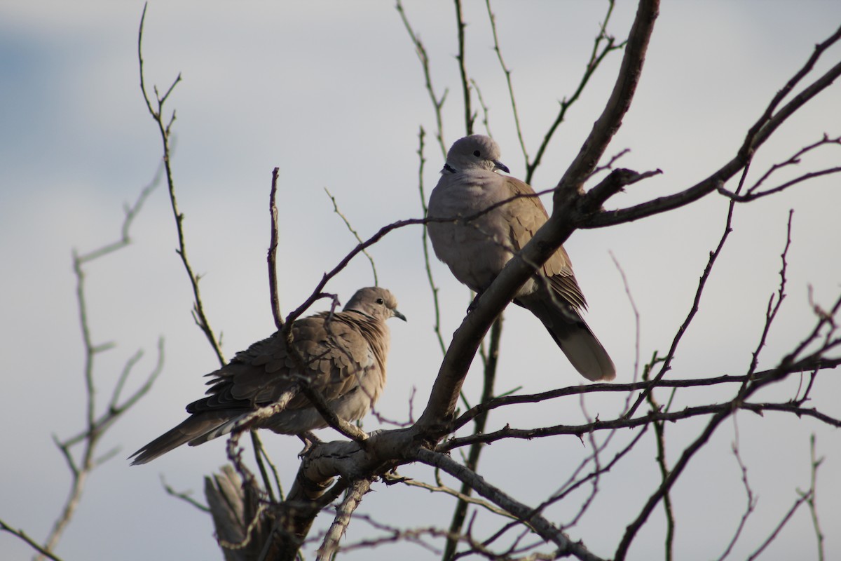 Tortora dal collare - ML646947682