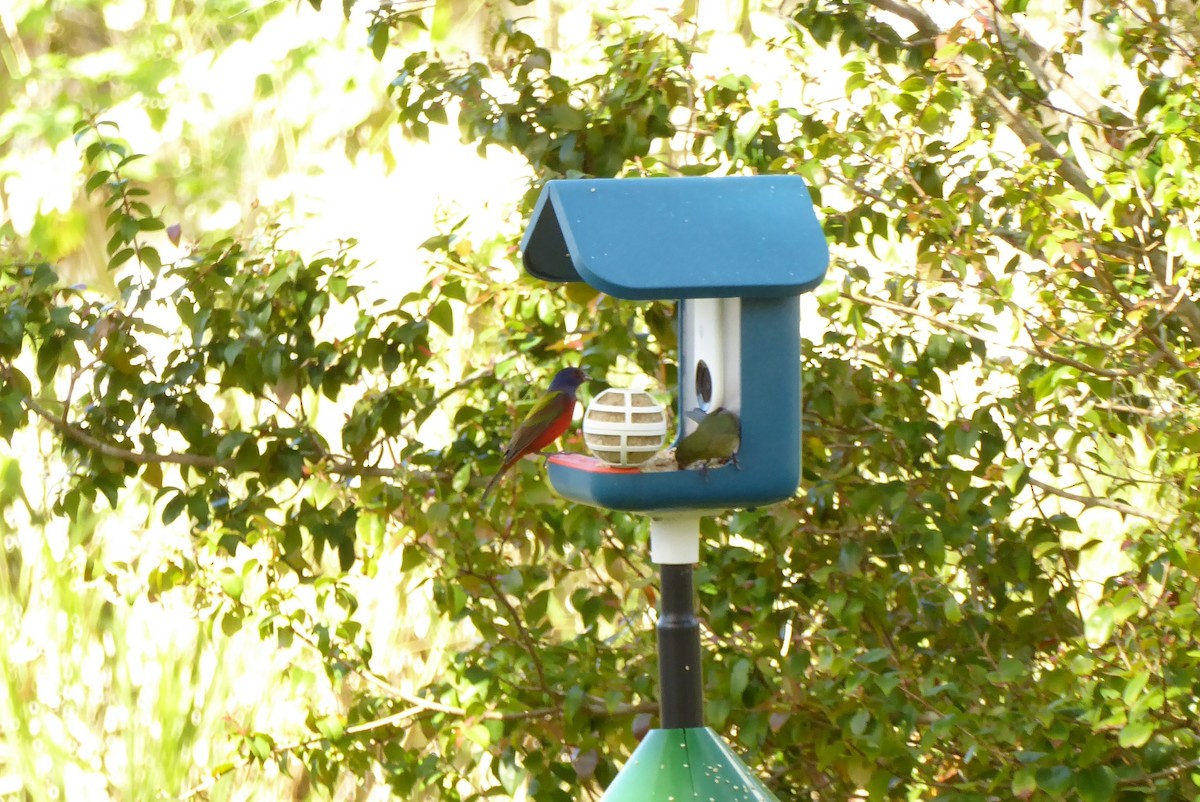 Passerin nonpareil - ML646947684