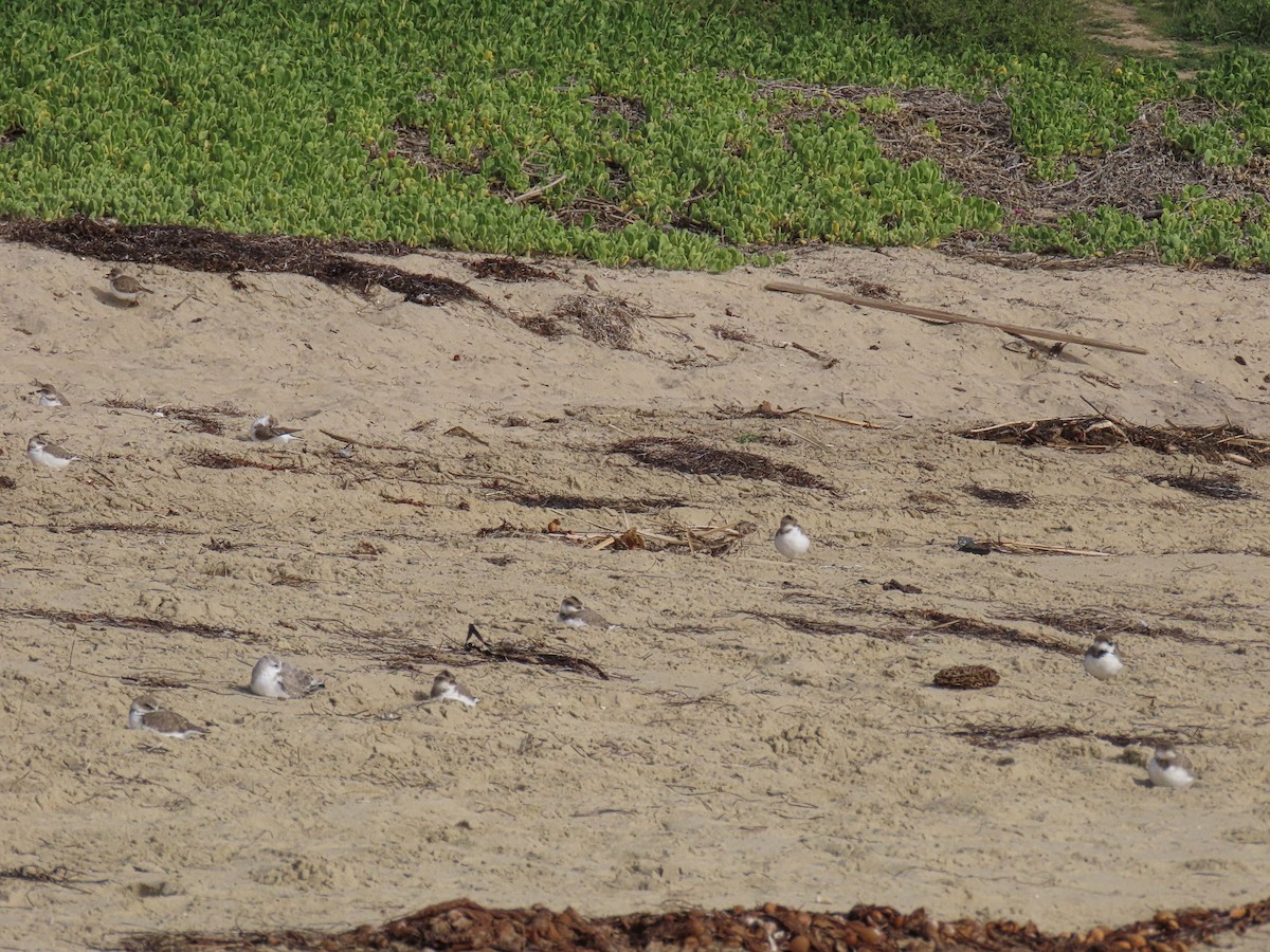 Snowy Plover - ML646947685