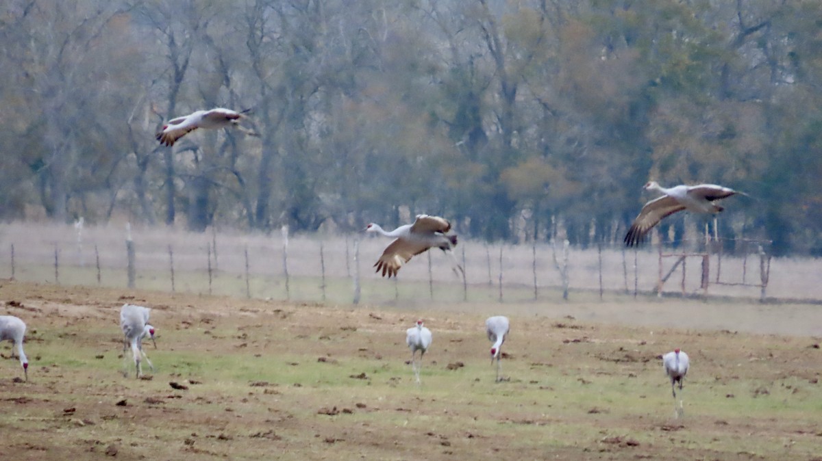 Grue du Canada - ML646947686