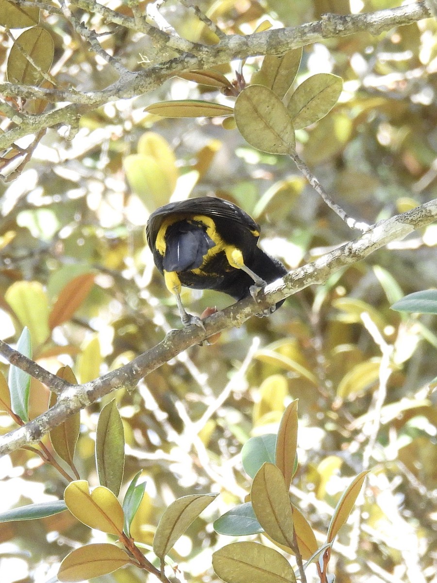 Oriole de Porto Rico - ML646947688