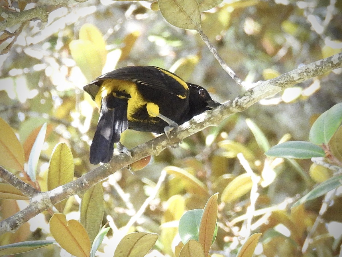 Oriole de Porto Rico - ML646947689
