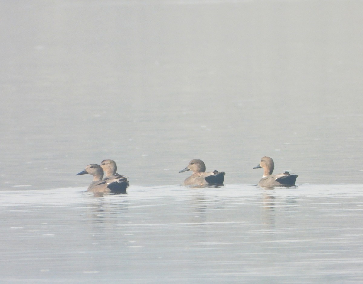 Canard chipeau - ML646947691