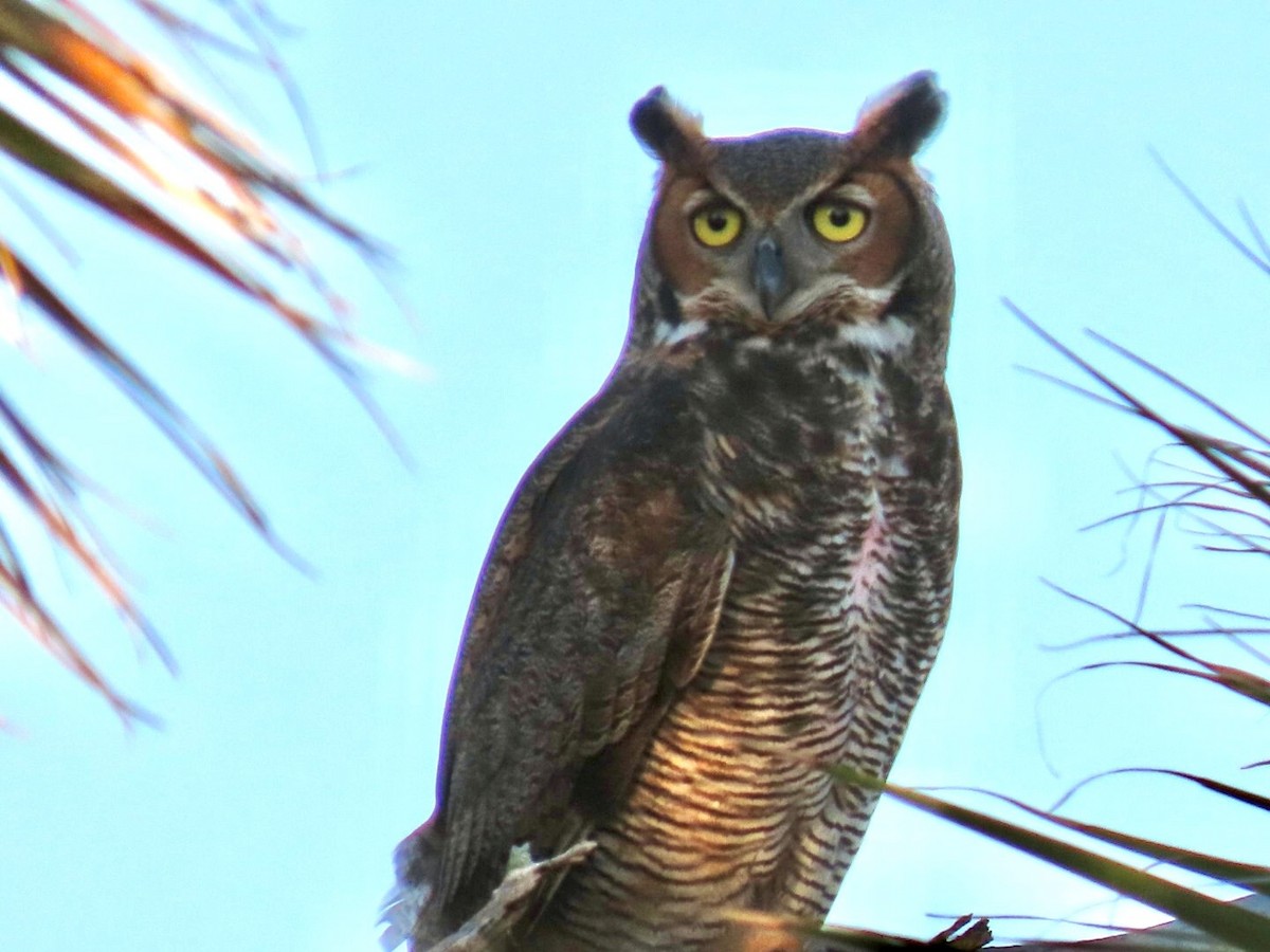 Grand-duc d'Amérique - ML646947692