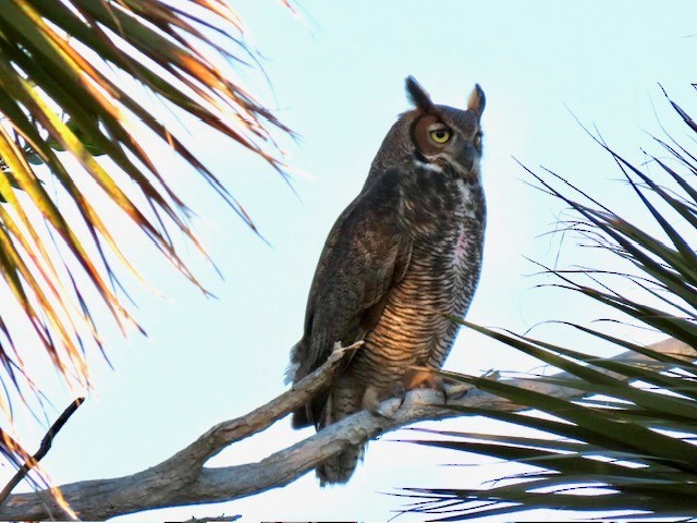 Grand-duc d'Amérique - ML646947693