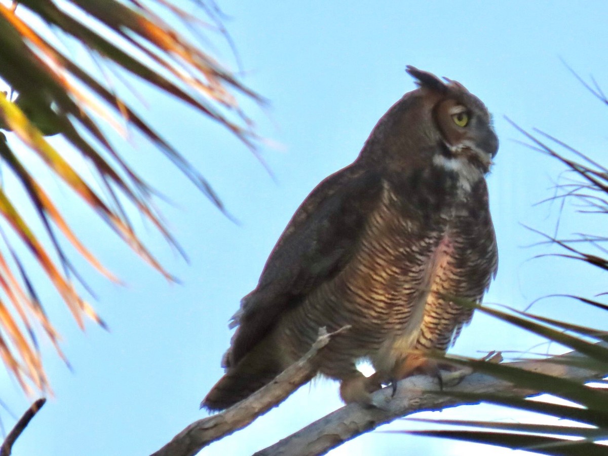 Grand-duc d'Amérique - ML646947694