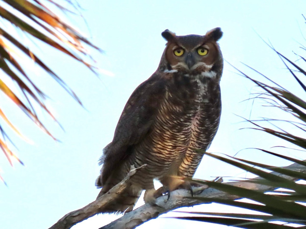 Grand-duc d'Amérique - ML646947695