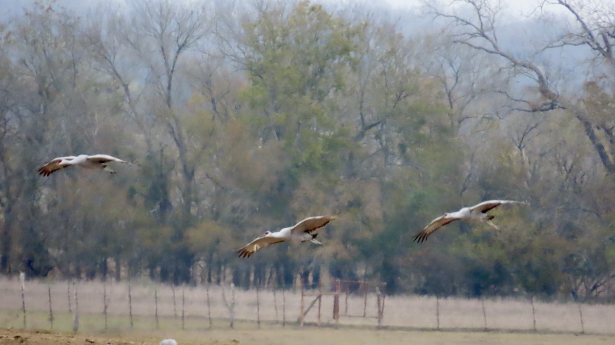 Grue du Canada - ML646947696