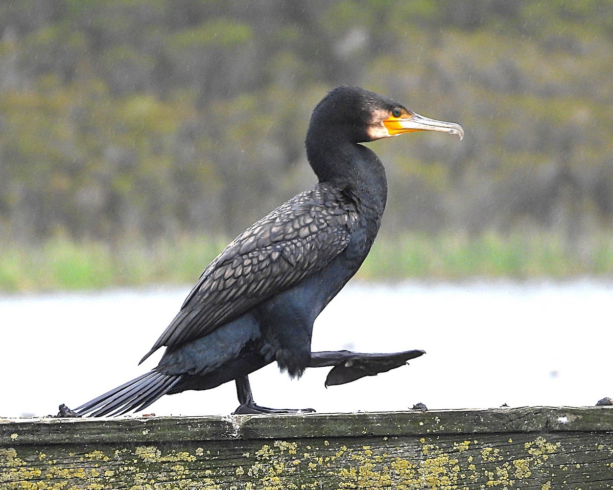 Ubarroi handia - ML646947699