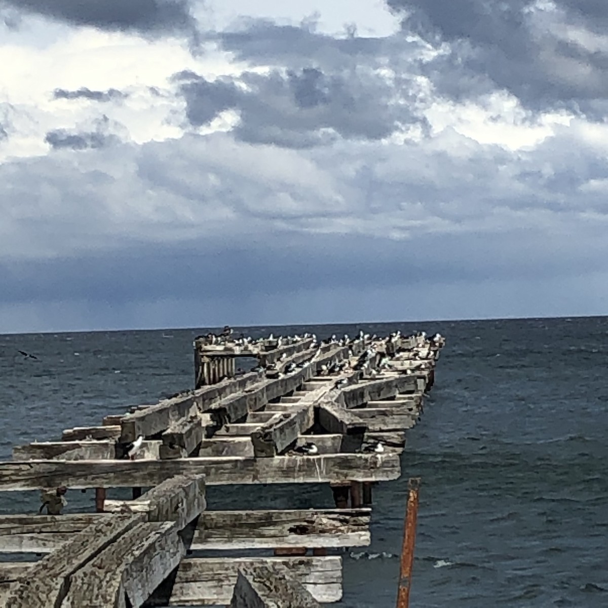 Cormoran impérial - ML646947700