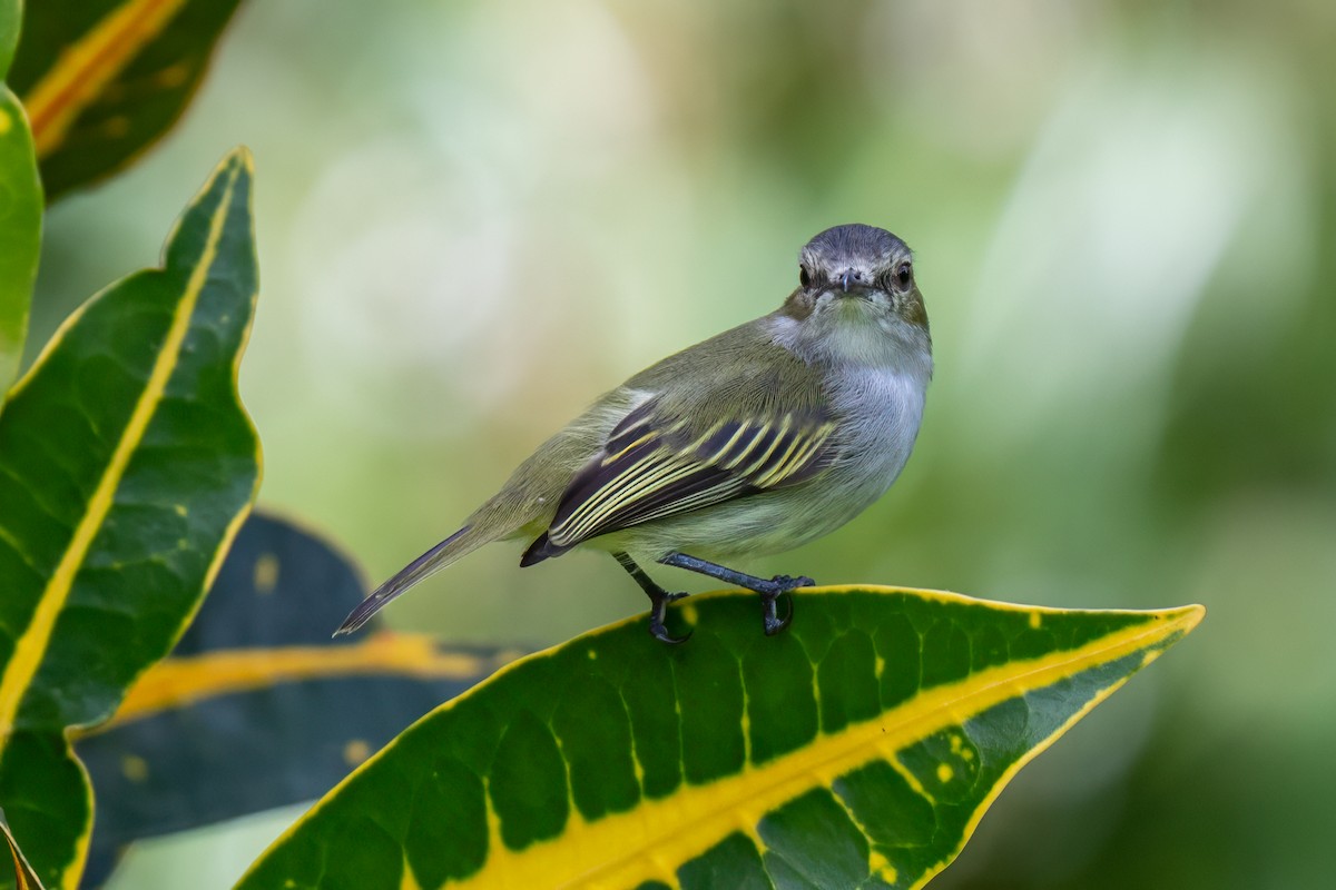 Tyranneau menu - ML646947701