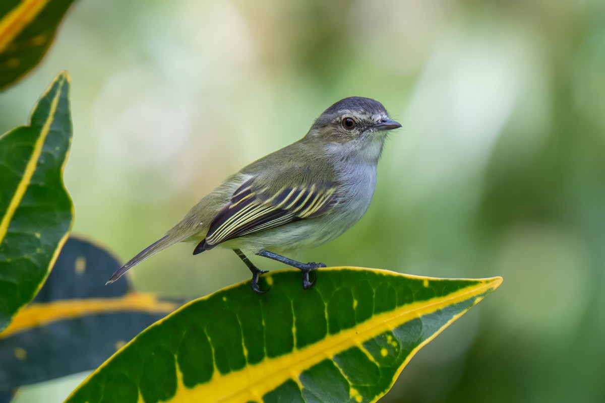 Tyranneau menu - ML646947702