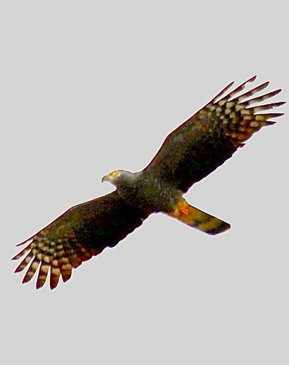 Bec-en-croc de Temminck - ML646947703