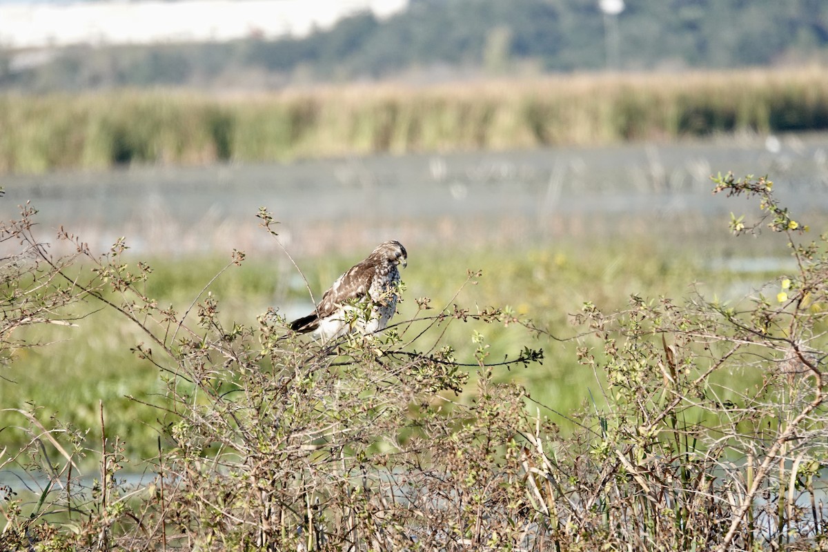 Buse à épaulettes - ML646947704