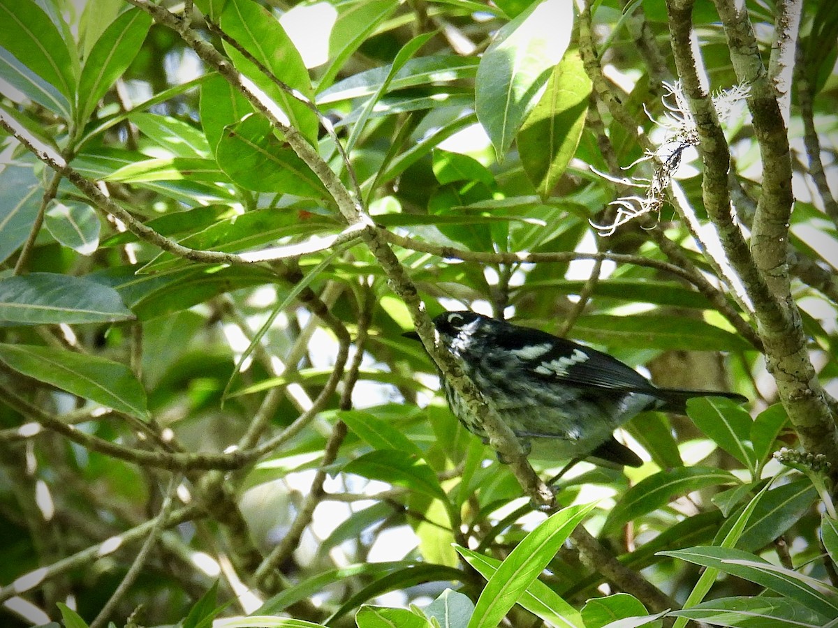 Elfin-woods Warbler - ML646947710
