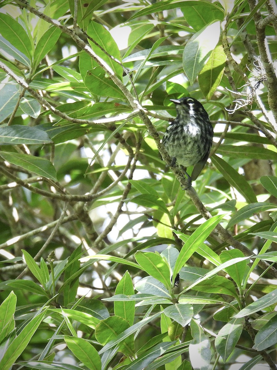 Elfin-woods Warbler - ML646947711