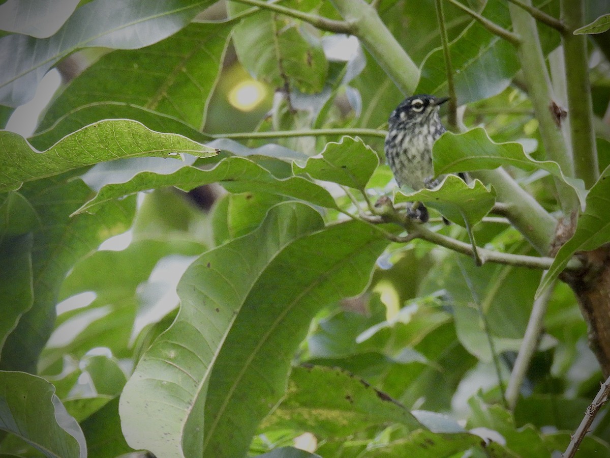 Elfin-woods Warbler - ML646947712