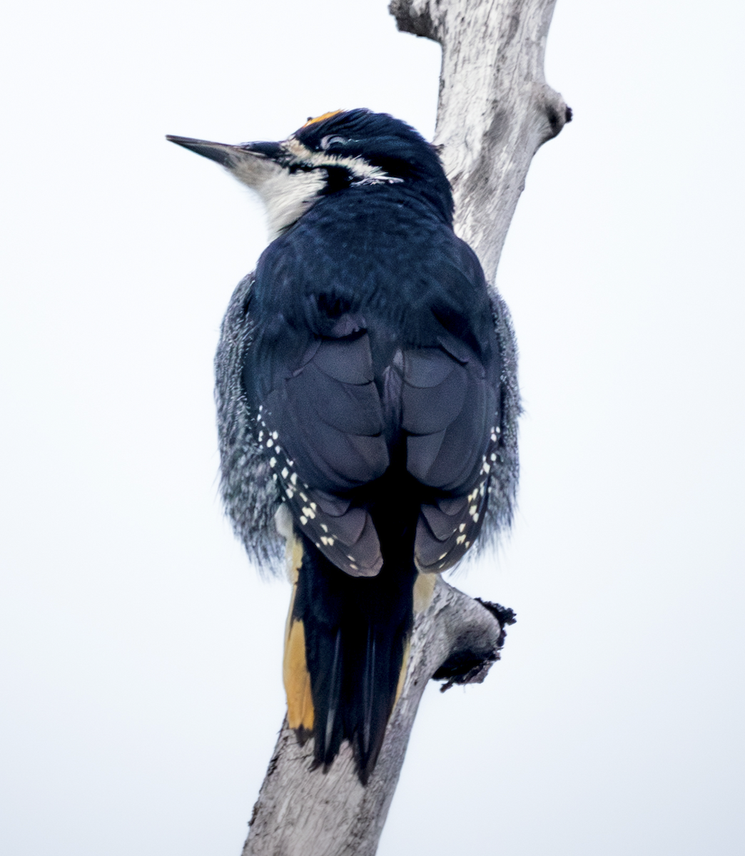 Pico Ártico - ML646947714