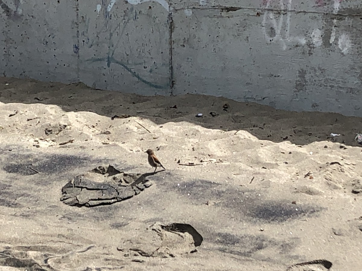 Austral Negrito - ML646947715