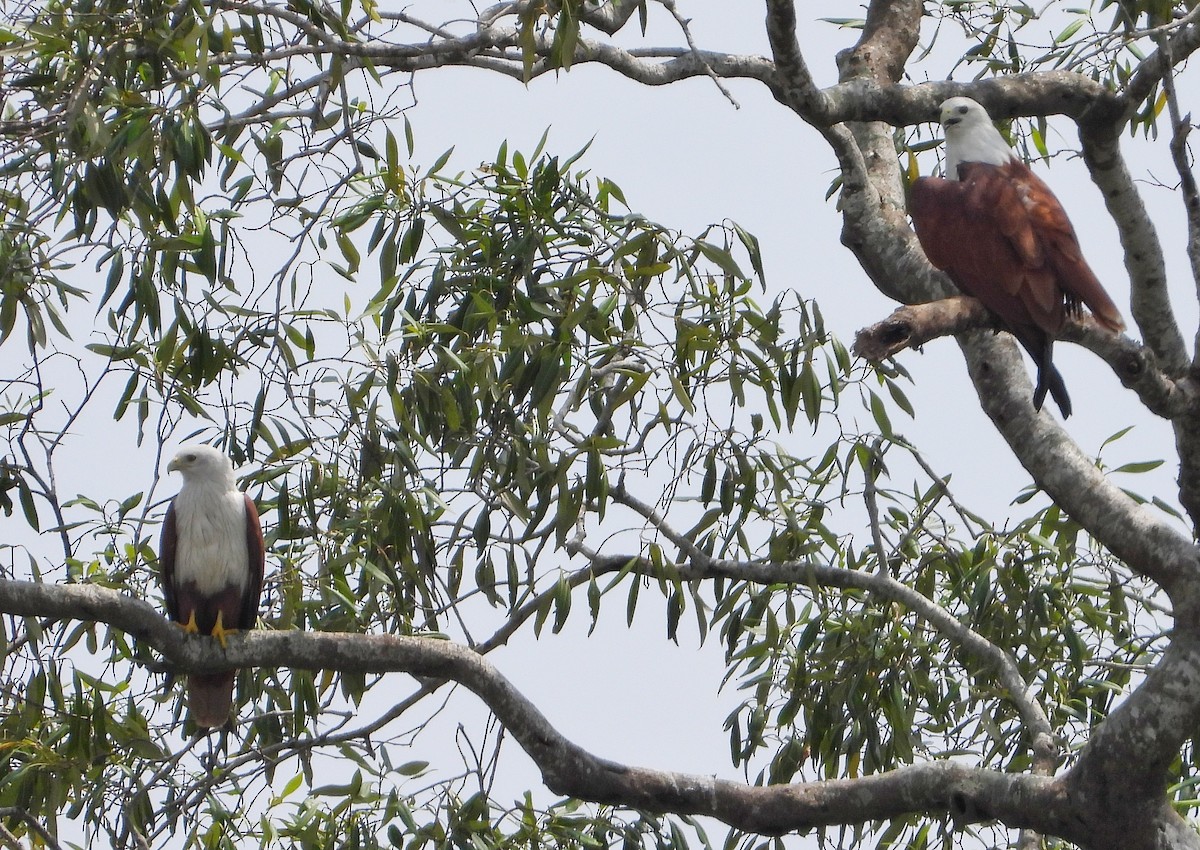 Шуліка королівський - ML646947717