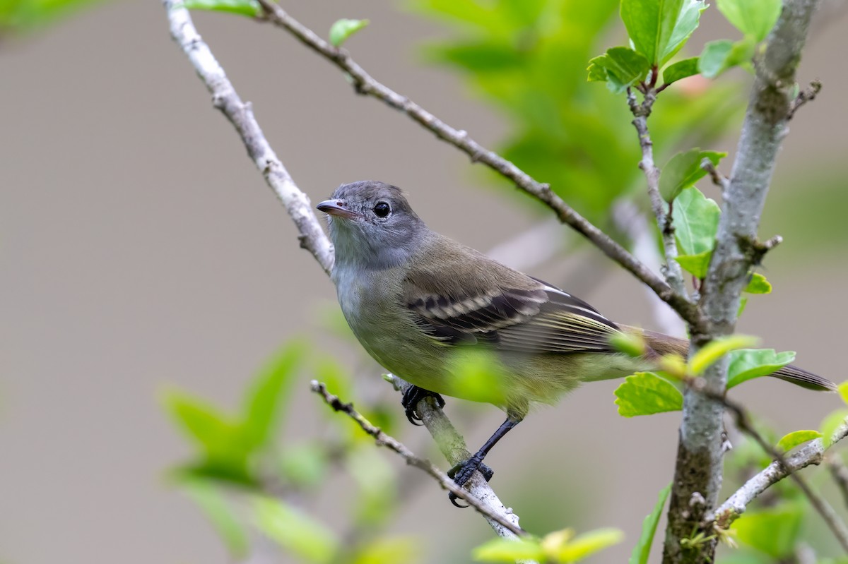 Yellow-bellied Elaenia - ML646947718