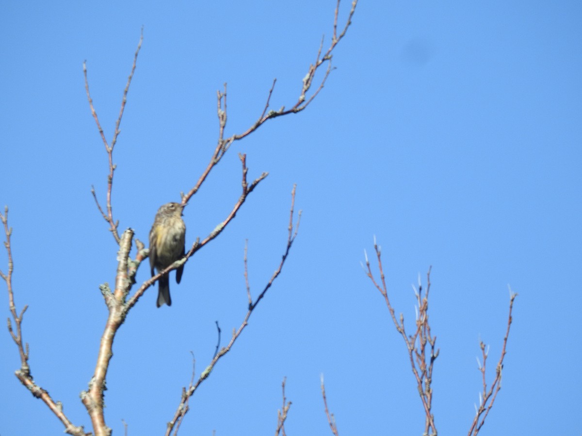 Yellow-rumped Warbler - ML646947719