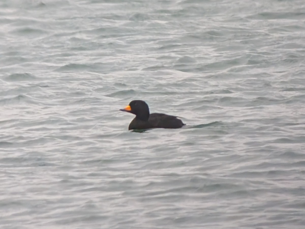 Ahatebeltz amerikarra - ML646947720