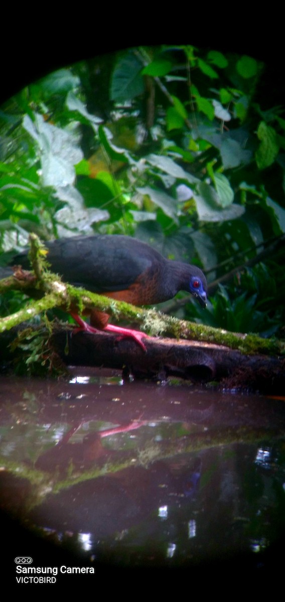 Серпокрылый гуан - ML646947721