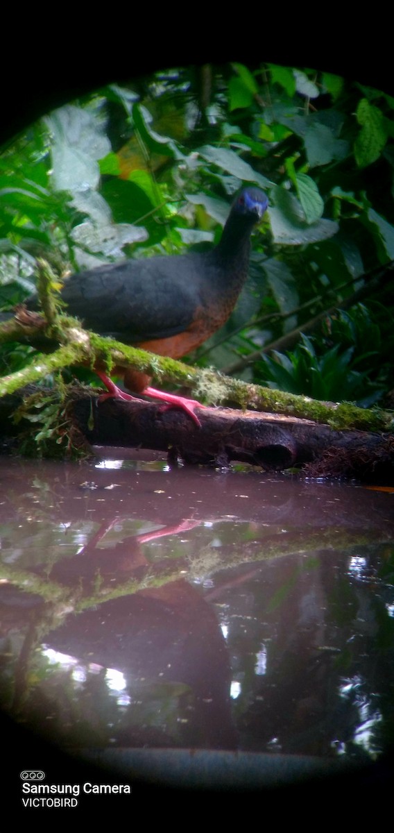 Серпокрылый гуан - ML646947722