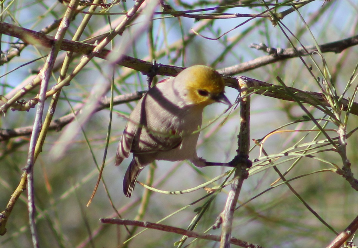 Verdin - ML646947725