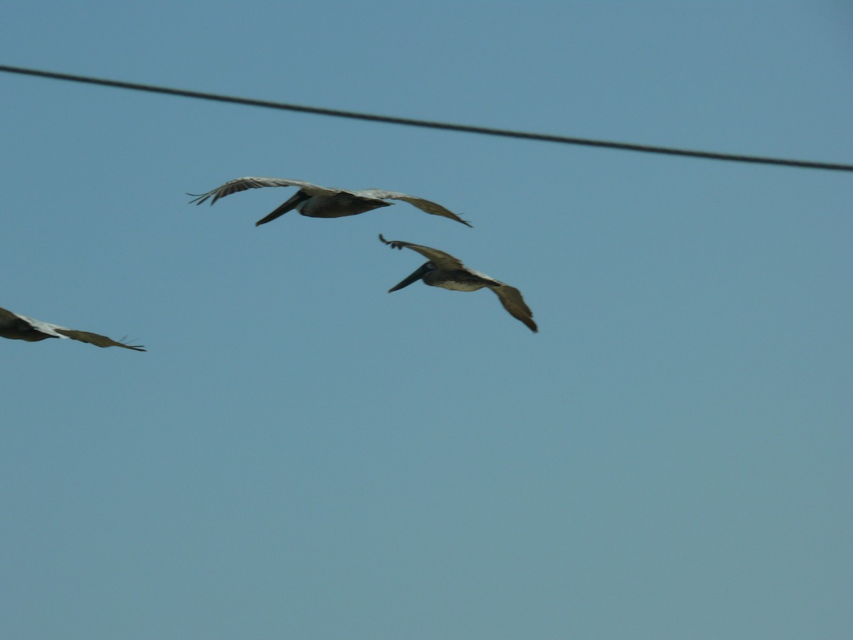 Бурый пеликан - ML646947726