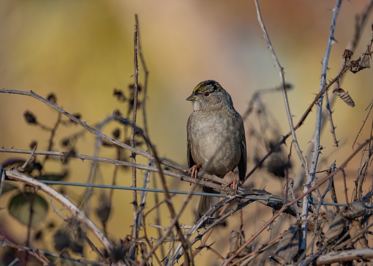 Golden-crowned Sparrow - ML646947727