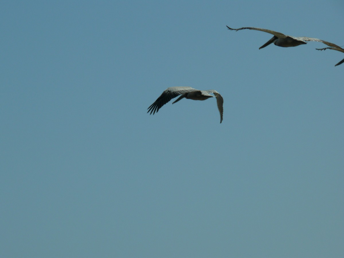 Бурый пеликан - ML646947728