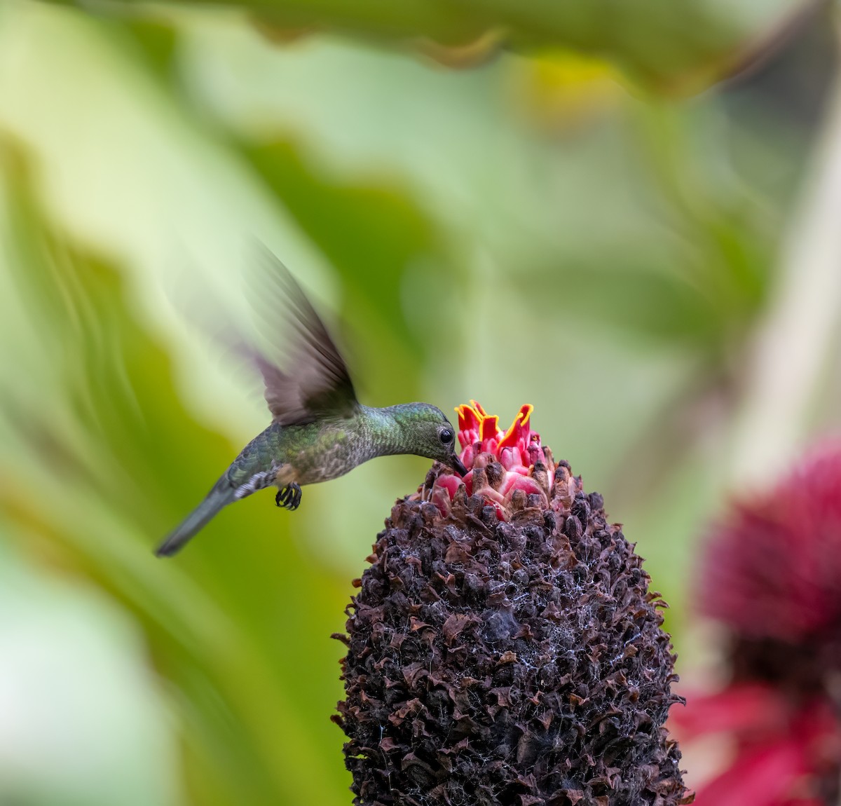 Чешуйчатогрудый саблекрыл - ML646947730