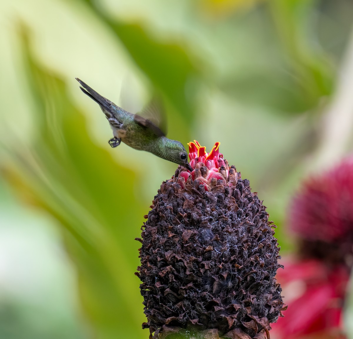 Чешуйчатогрудый саблекрыл - ML646947731