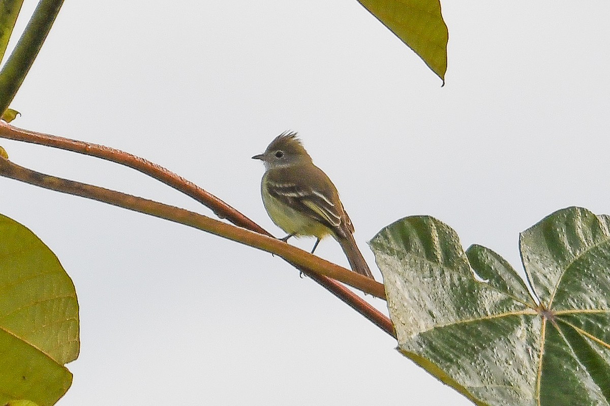 Желтобрюхая эления - ML646947733