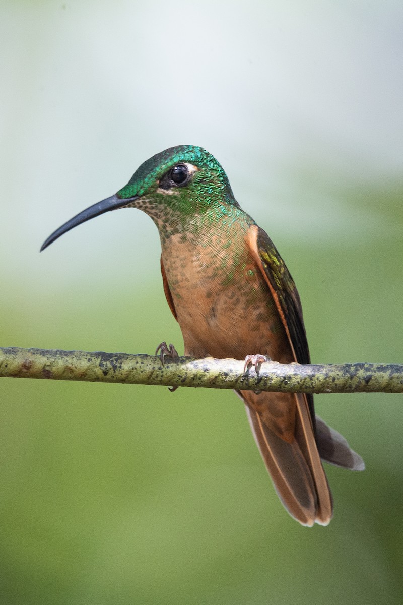 Буробрюхий бриллиант - ML646947735