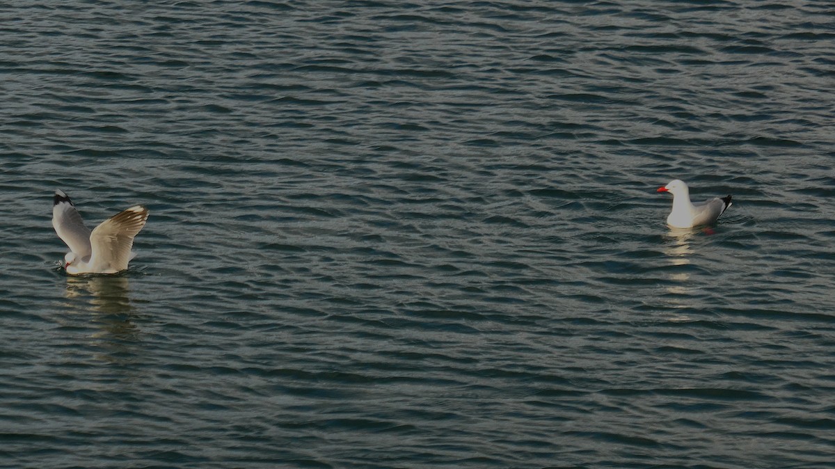 Австралийская чайка (scopulinus) - ML646947736