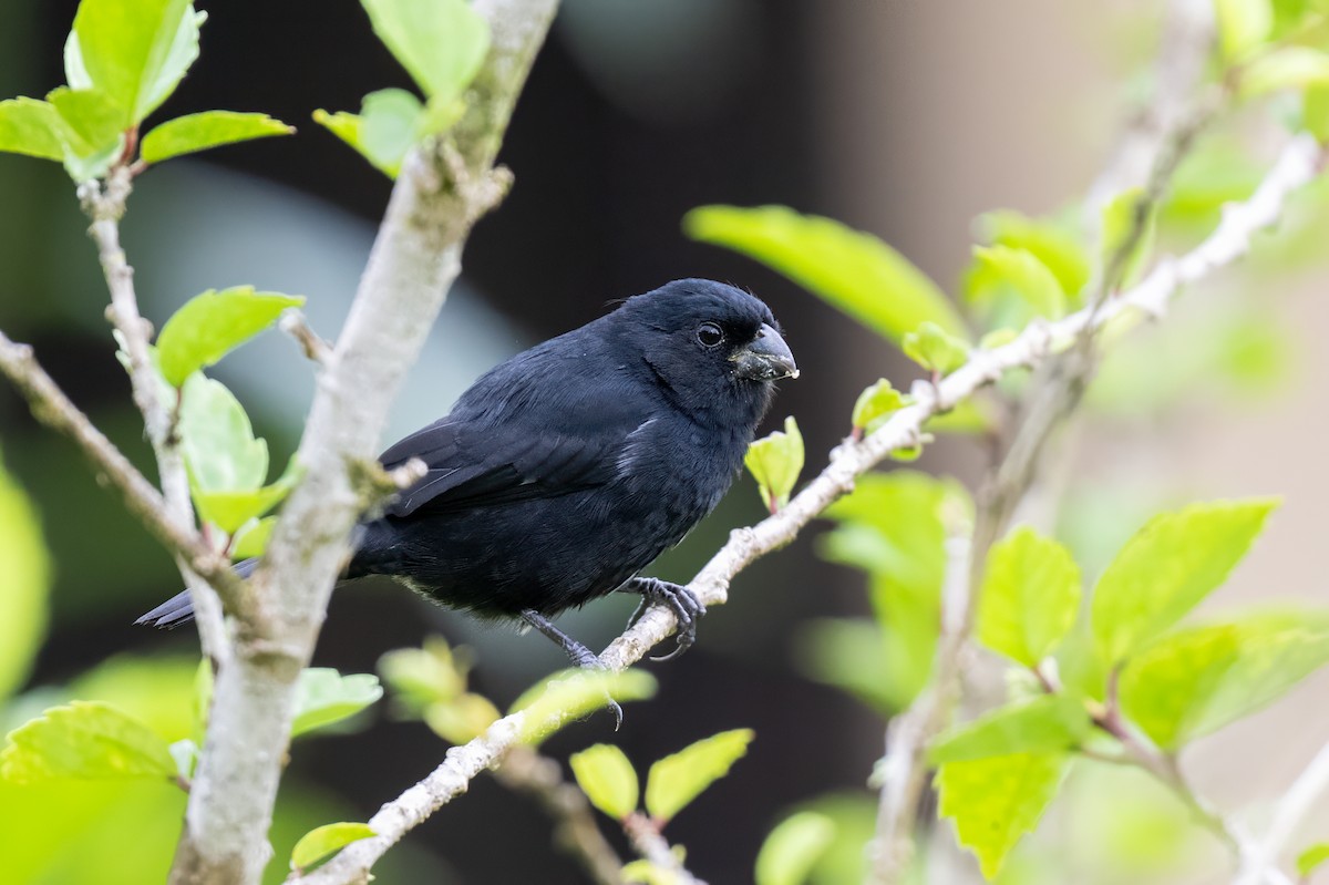 Чёрный просяночник - ML646947737