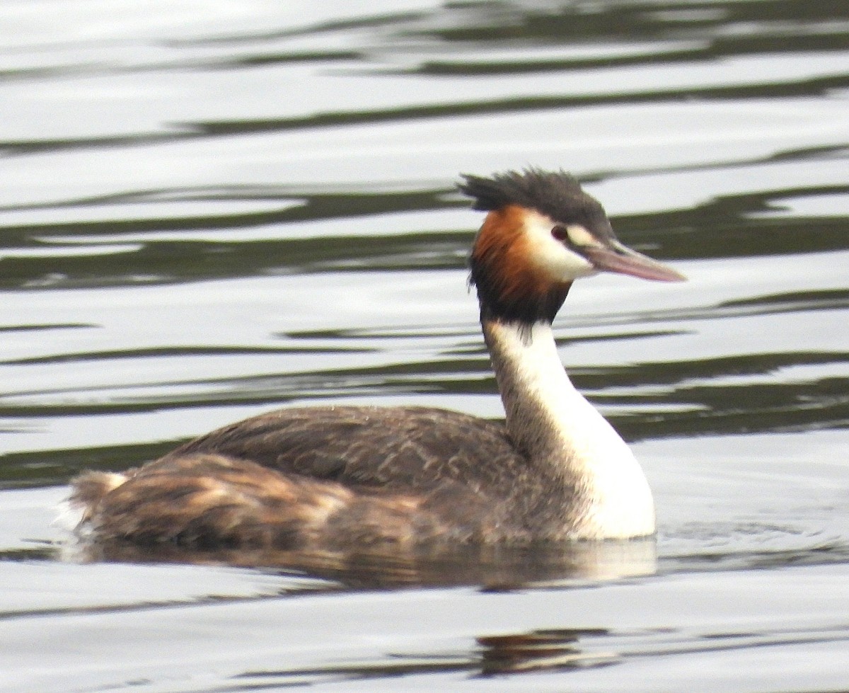 Murgil mottoduna - ML646947738