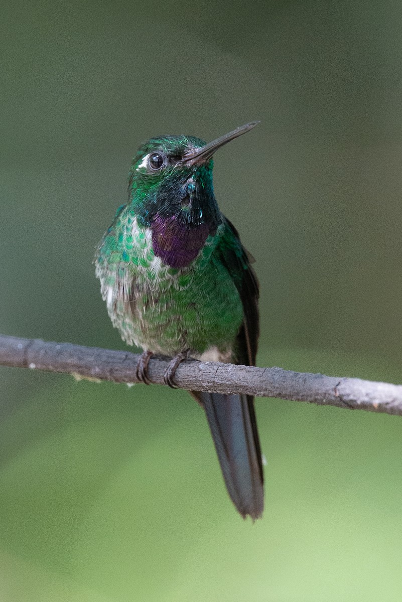 Пурпурногрудый колибри - ML646947739