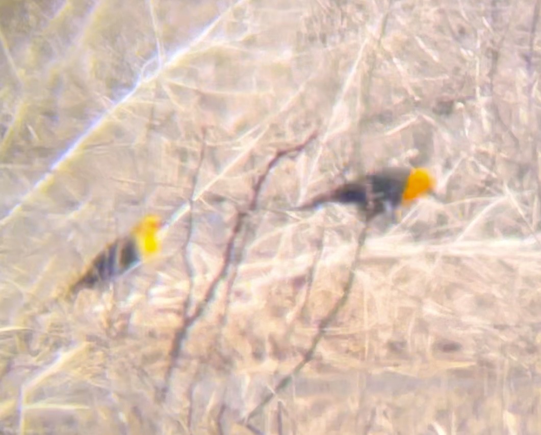 Yellow-headed Blackbird - ML646947740