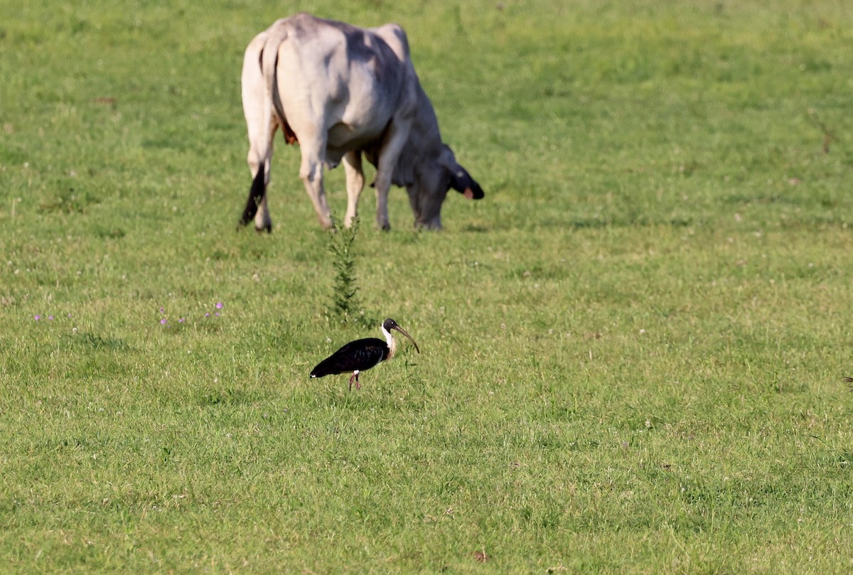 Австралийский ибис - ML646947741