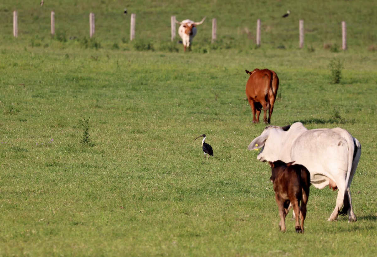 Австралийский ибис - ML646947742