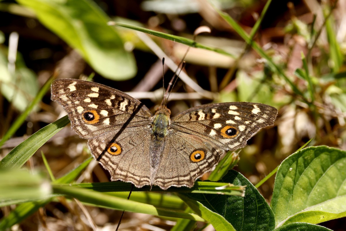 Grey Pansy - ML646947743