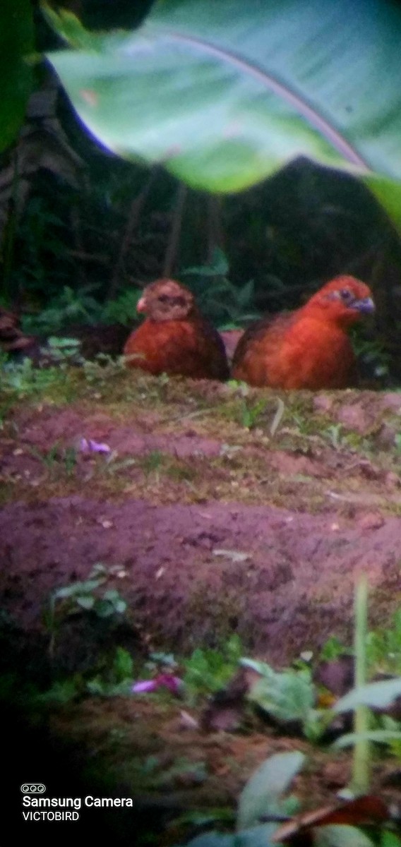 křepel kaštanový - ML646947744