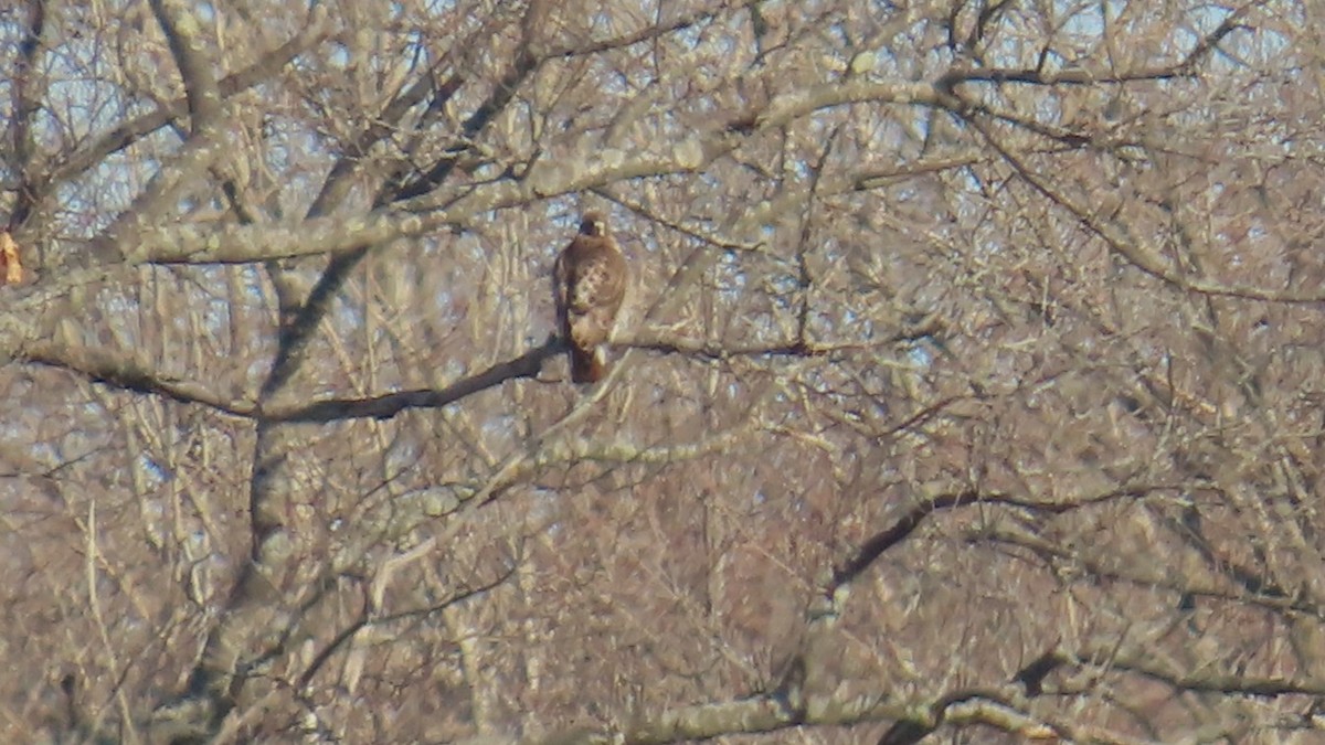 káně rudochvostá - ML646947745